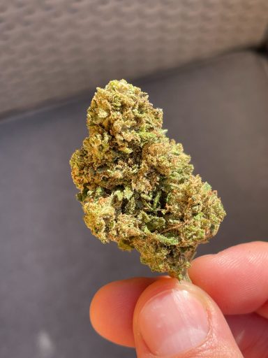 Orange Bud